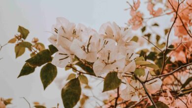 الأشجار الجهنمية