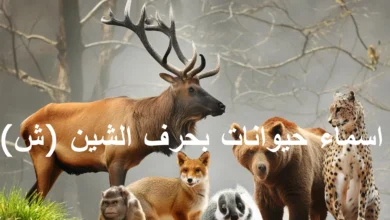 تعرف على اسم حيوان بحرف الشين (ش)