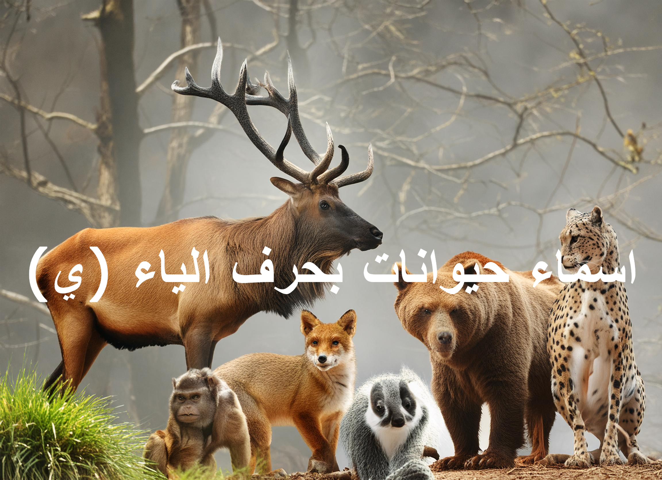تعرف على اسم حيوان بحرف الياء (ي)