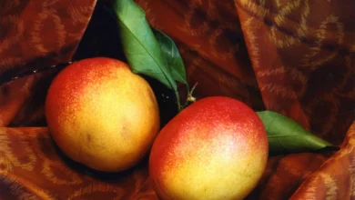 افضل انواع المانجو وأشكالها للأكل